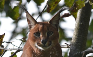 Un caracal.
