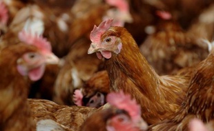 70.000 poules ont péri dans l'incendie.