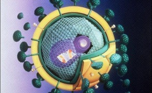 L'épidémie de sida marque le pas en France, avec 6.300 nouveaux diagnostics d'infections par le VIH en 2006 contre 7.000 en 2004 et 6.700 en 2005, a annoncé Roselyne Bachelot lundi , qui a affiché son intention de faciliter le dépistage et l'accès au préservatif.