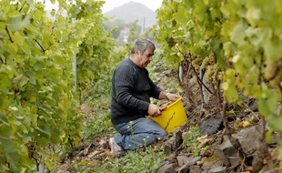 Premières vendanges sur le terril d'Haillicourt.