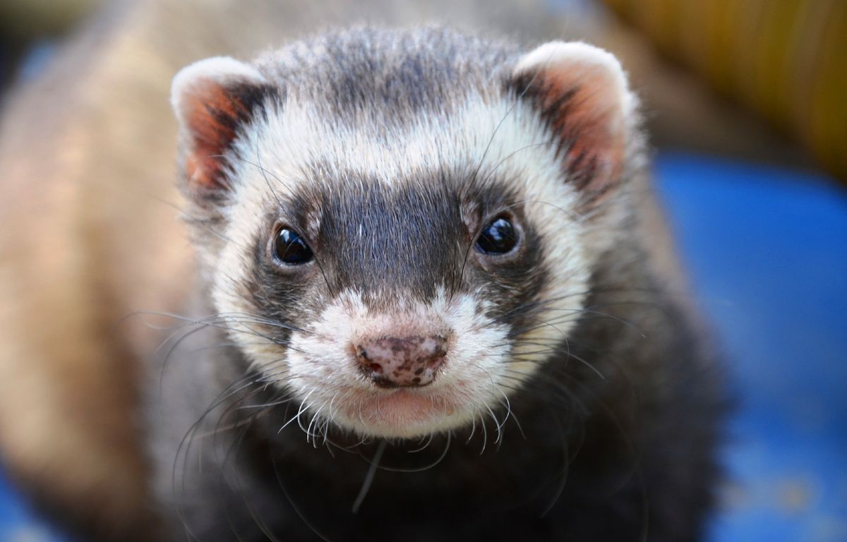 Essonne : Des furets utilisés pour débarrasser Évry de ses rats