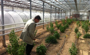 Charles Darbonne, PDG de Darégal, dans la serre utilisée pour la
sélection variétale des plans de basilic, en face de son usine de Milly-la-Forêt (Essonne).