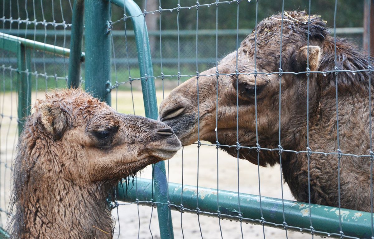 Animaux fantômes, vétusté… Que va devenir le zoo de Montpellier ?