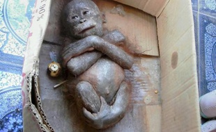Photo de Gito après son sauvetage prise le 16 août 2015 et diffusée le 14 janvier 2016 par International Animal Rescue
