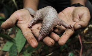Les garde-côtes philippins ont découvert une importante quantité de pangolins, un petit fourmilier à écailles dont le commerce est interdit par le droit international, congelés dans la soute d'un bateau de pêche clandestin chinois, ont-ils annoncé lundi.
