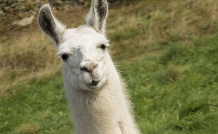 Un lama dans un champ. (Illustration)