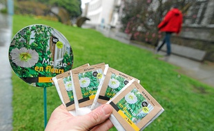 Les graines sont à planter le long des trottoirs ou aux pieds des arbres.