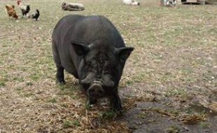 L'un des cochons dérobés dans les Pyrénées-Orientales.