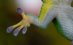 Illustration des membres d'un gecko.