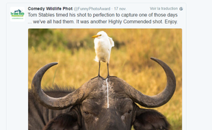 Les vainqueurs 2016 des Comedy Wildlife Photography Awards ont été annoncés fin novembre 2016.
