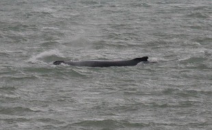 La baleine à bosse observée en janvier 2011 au large de la Côte d'Opale.