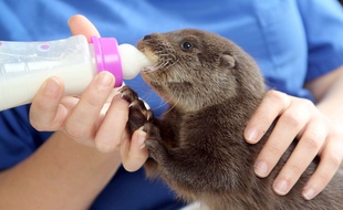 Illustration d'un bébé loutre dans un zoo.