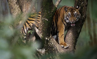 Un tigre de Sumatra.