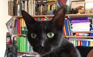 La chatte Pouss a retrouvé sa maîtresse, après dix ans d'errance dans les rues de Toulouse.