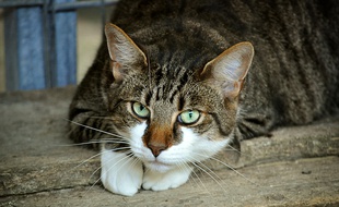 Bas-Rhin: Son chat est blessé à l’œil par une arbalète, elle lance un appel à témoins lancé