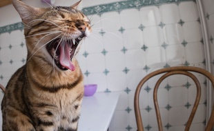 Un chat qui bâille, à Hamburg (Allemagne) le 24 mars 2015.