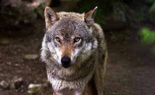 Un loup, illustration