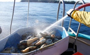 Palourdes royales pêchées près de Tofino, sur la côte pacifique canadienne