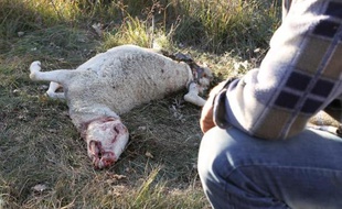 Un berger observe une de ses brebis attaquée par des loups à Caussols (Alpes-Maritimes) le 7 novembre 2012