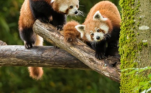 Pandas roux, muntjacs et loutres naines sont arrivés au zoo de Mulhouse.