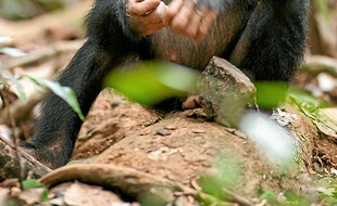 Oscar, l'enfant singe héros du film.