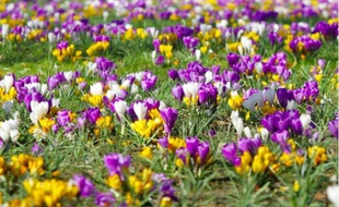 Les petites fleurs c'est aussi du concret pour la municipalité lilloise.
