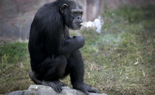 Azalea, un chimpanzé femelle de 19 ans accro au tabac.