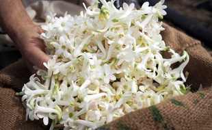 La tubéreuse est la fleur la plus parfumée du règne végétal