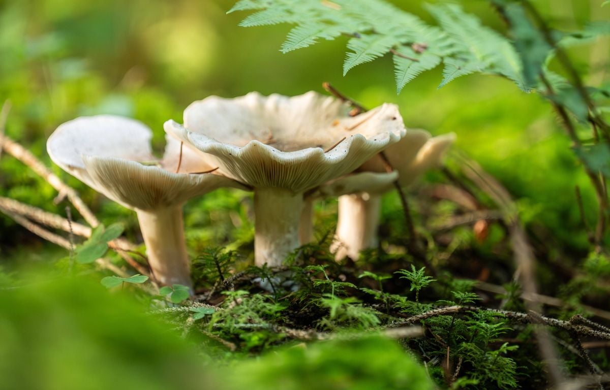 Les champignons disparaissent, voilà pourquoi ça sent pas bon (et pas seulement pour votre cueillette)