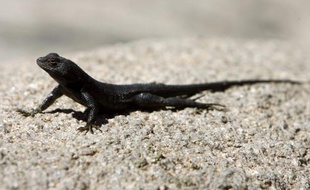 Des paléontologues français ont découvert en Turquie des empreintes de pas d'un lézard vieux de 280 millions d'années, une première dans cette partie du monde qui permet de mieux comprendre l'évolution des reptiles avant l'apparition des dinosaures