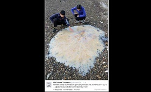 La méduse géante s'est échouée sur une plage en Australie