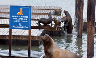 Lions de mer à San Francisco