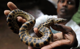 Les Etats-Unis ont annoncé mardi qu'ils interdisaient l'importation de certains serpents constricteurs tels que le python et l'anaconda qui, en fuite ou relâchés dans la nature, menacent des écosystèmes comme le Parc national des Everglades en Floride.
