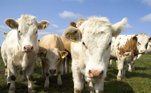 Un troupeau de vaches en Grande-Bretagne.