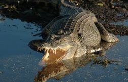 Un père de famille attaqué et dévoré par un crocodile en Indonésie