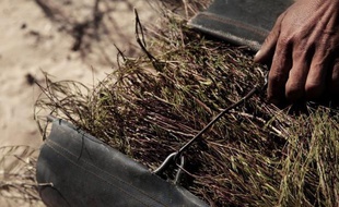 Le rooibos, ce fameux "thé sans théine" qui ne pousse que dans le Cap occidental, au sud-ouest de l'Afrique du Sud, est menacé par le réchauffement climatique, qui pourrait mettre en péril son fragile écosystème.