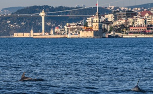 Des dauphins ont été aperçus dans le Bosphore