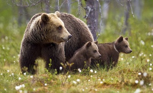 Une famille d'ours brun comme ceux qui vivent dans les Pyrénées.