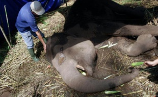 Un éléphant femelle, appelée Yani, a succombé le 11 mai 2016 à Bandung, ville sur l'île de Java en Indonésie, une semaine après être tombé malade