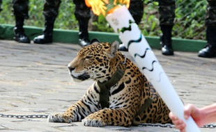Un jaguar est exhibé lors du passage de la flamme olympique, à Manaus, dans le nord du Brésil, le 20 juin 2016
