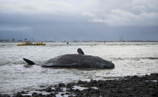 Un cachalot échoué sur l'île de Texel, le 1' janvier 2016 / AFP / ANP / KEESNAN DOGGER / Netherlands OUT