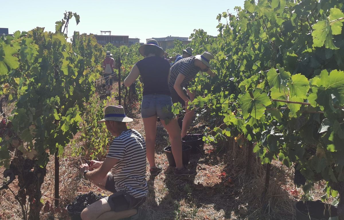 Vendanges : Mais qui sont ces passionnés qui paient pour récolter le raisin ?