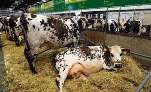 Vitrine de l'élevage français, le Space, salon international des productions animales, qui se tient à Rennes du 10 au 13 septembre, sera aussi l'expression des inquiétudes des éleveurs face aux filières en crise.