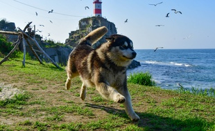 Un malamute d'Alaska.