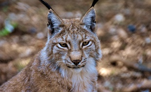 Un lynx pris en photo dans le Jura