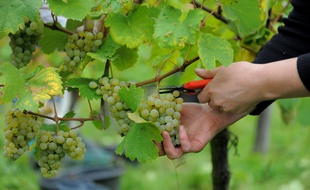 Les vendanges rassemblent environ 20.000 personnes en Alsace chaque année.