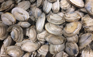 La commercialisation des palourdes du bassin d'Arcachon est rouverte.