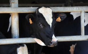 Une vache dans une exploitation agricole française (illustration).