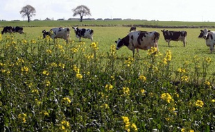 De nombreux Français décident d'aller vivre à la campagne