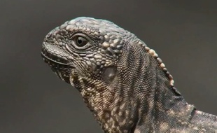 L'iguane qui a envie de nous faire hurler : Je suis iguane :!